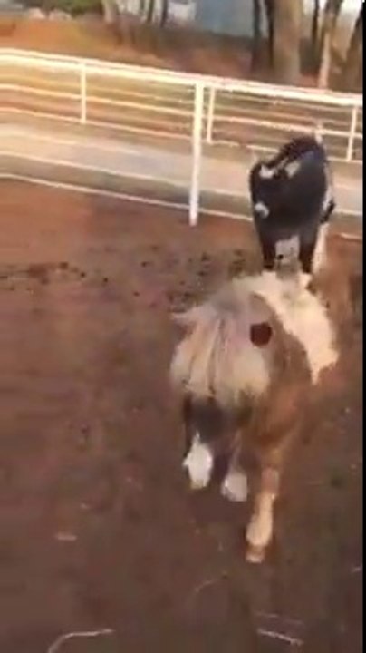 Des chèvres debout sur des poneys !! Normal...