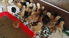 Anak Ayam kampung