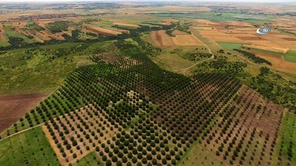 Ormanlar kırsal kalkınmanın lokomotifi oluyor...10 yıl önce dikimi gerçekleştirilen ceviz ağaçları havadan görüntülendi
