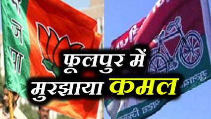 14 हजार वोटो की बढत के साथ सपा की सरपट दौड रही साइकिल  फूलपुर से ग्राउंड रिपोर्ट
