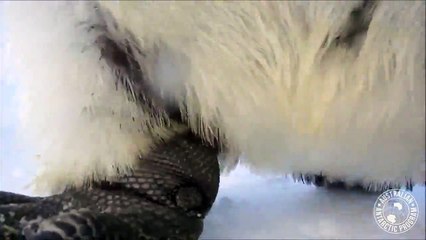 Selfie Çekmeye Çalıştılar | Penguenlerin Müthiş Selfie Uğraşı