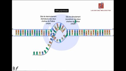La transcription de l'ADN en ARN messager