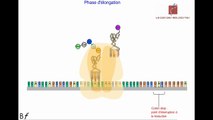 La traduction de l'ARN messager en protéines (Animation)