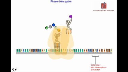La traduction de l'ARN messager en protéines (Animation)