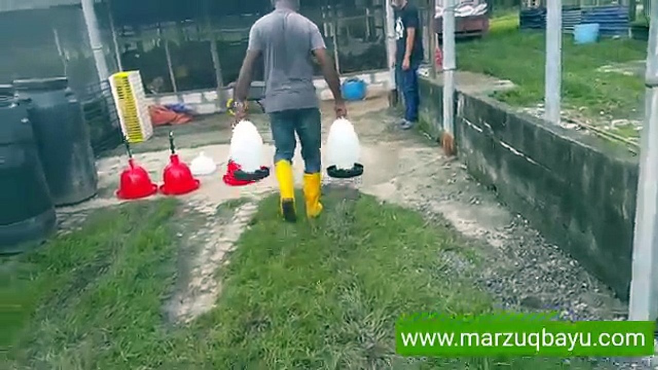 Bekas Minuman Ayam Manual