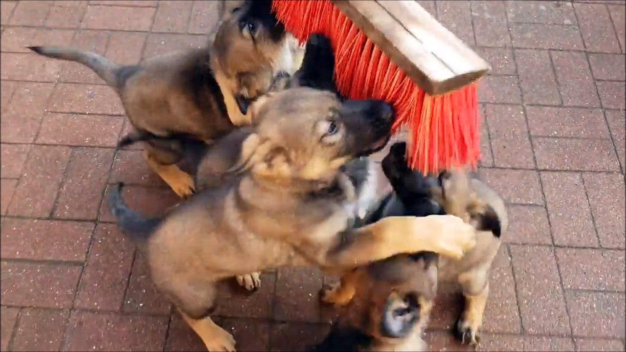Ces huit chiots obsédés par ce balai sont incroyablement mignons