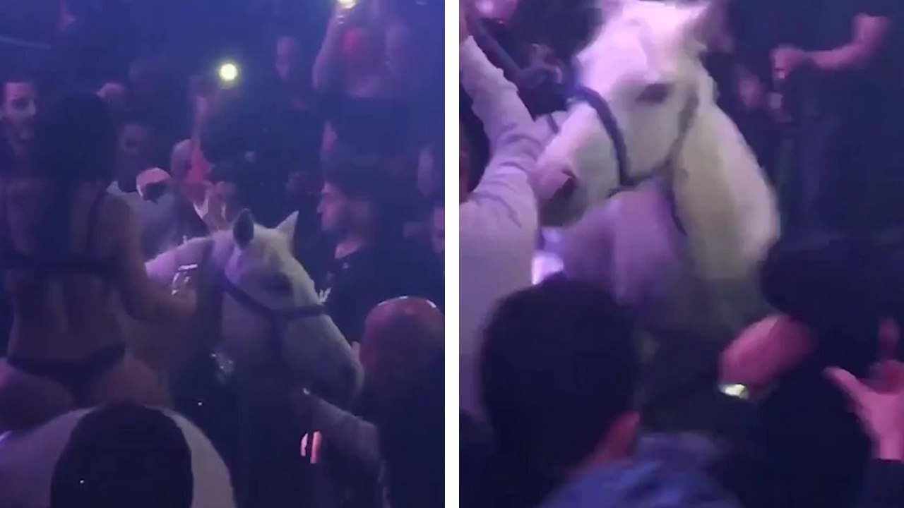 Une boîte de nuit fait polémique après avoir fait entrer un cheval dans l'établissement