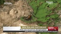 New Zealand: Three cows rescued from damaged pasture
