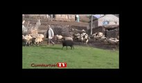 Koyun ve kuzuların buluşması renkli görüntülere sahne oldu
