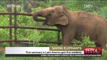 Latin America's 1st elephant sanctuary gets 1st residents