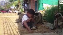Samarth Bangari befriends troop of 20 monkeys in his village - Daily Mail