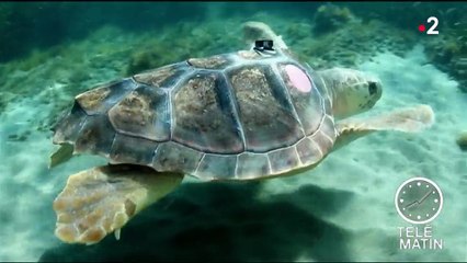 Climat : la moitié des espèces animales en grand danger