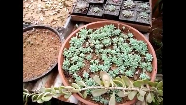 Estufa de plantas (parte 2) - berçário de cos e suculentas