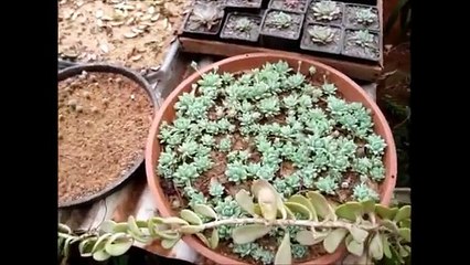 Estufa de plantas (parte 2) - berçário de cos e suculentas