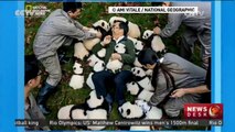 Photographer spends three years capturing images of pandas