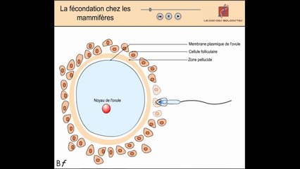 La fécondation chez les mammifères