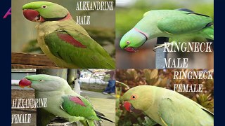 Everything about Alexandrine & Indian Ringneck Parakeet || Large Parakeets