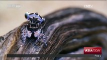 New Species: Seven new peacock spiders found in Australia