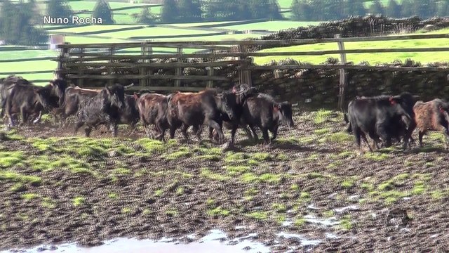 SEPARAR TOUROS PEQUENOS