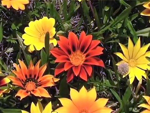 Learn with Nature - Seashore - for babies, toddlers, infants & preschoolers