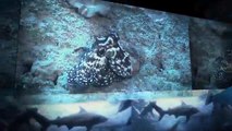 Huge lizard takes a swipe at a lion cub & nocturnal reef creatures