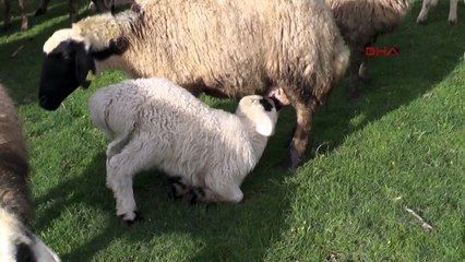 Kuzuların anneleri ile buluşma anı
