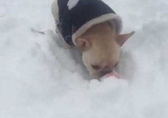 Determined Dog Tries His Best to Play in the Snow