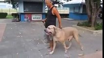 Mother cat defends her little son against a big dog