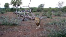 Huge Male Lion Roaring up close to the car at Kruger National Park HD