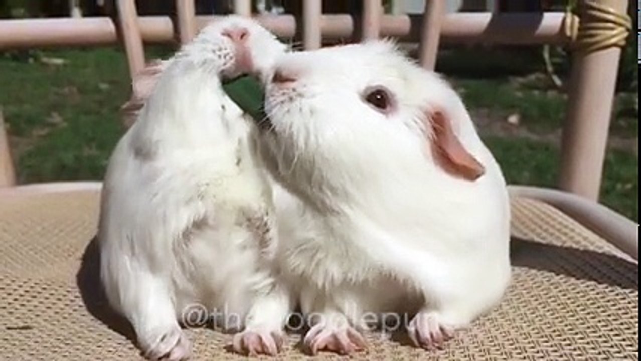 AH AH AH. Challenge to the last bite
