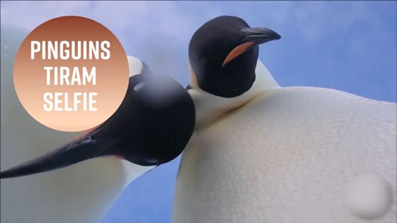 Pinguins tiram selfie na Antártida