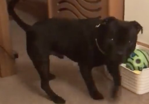 This Dog Knows How to Tidy Up After Himself