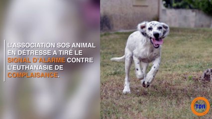 Ce chiot a été euthanasié pour une raison répugnante, les associations de protection animale portent plainte !