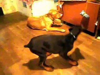 Attack of the Restless Doberman at Mastiff and Malamute Doberman Suppresses Doga