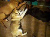 How to catch all dogs in one place Doberman Pincher Alaskan Malamute Bordeaux Doge