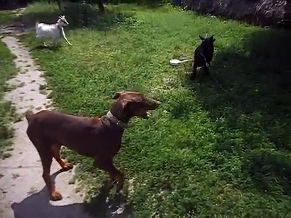 Doberman scared and ran away from Cameroon goats mini goats VS Doberman Pincher