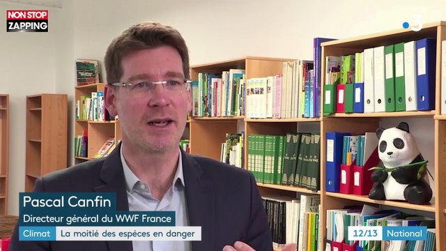 Réchauffement climatique : la moitié des espèces menacées de disparaître (Vidéo)