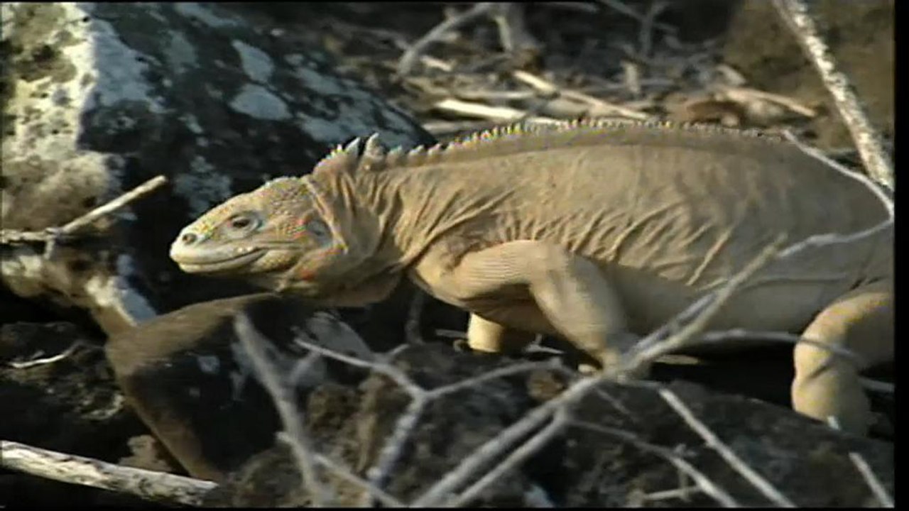 Artenkiller klimawandel