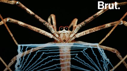 Comment les araignées tissent leur toile