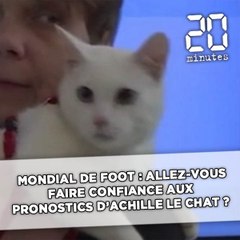 Mondial de foot : Allez-vous faire confiance aux pronostics d'Achille le chat ?