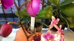 PHALAENOPSIS ORCHID BASICS: WINDOWSILL GROWING, REMOVAL OF OLD SPIKES & ROOTS, BASIC ORCHID AILMENTS