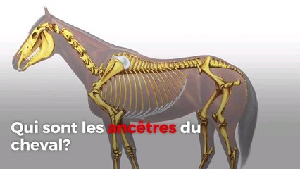 Qui sont les ancêtres du cheval ?