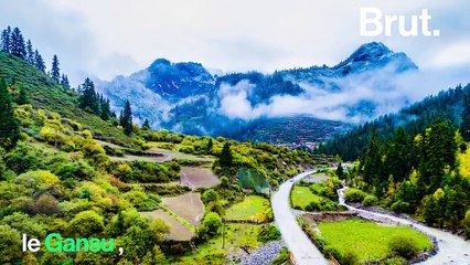 En Chine, un parc géant pour protéger les pandas