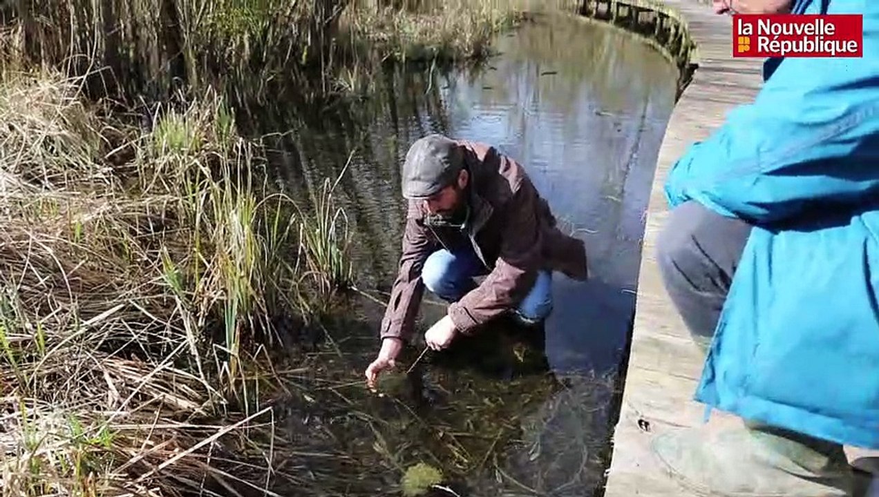 VIDEO. A Valencisse, les grenouilles traversent sans crainte