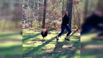 Funny Birds Attack Compilation