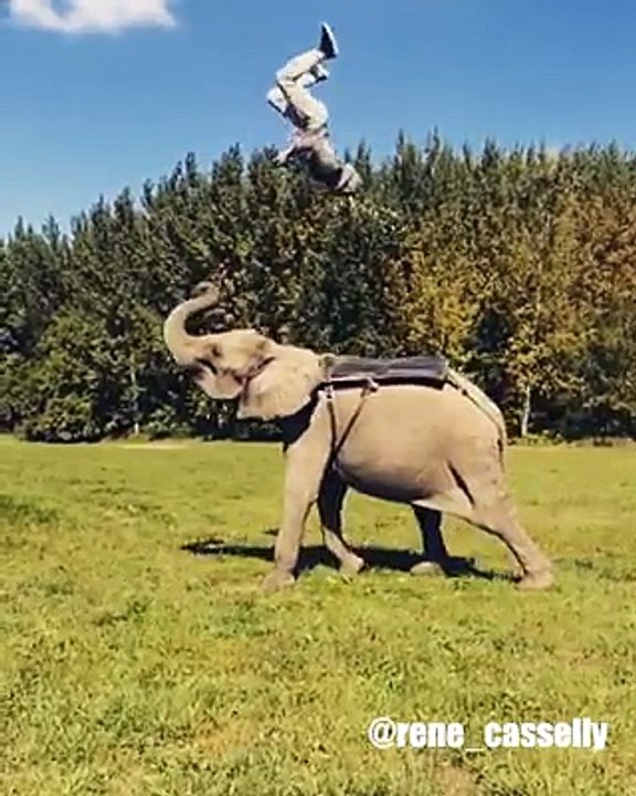 Hathi stetent man