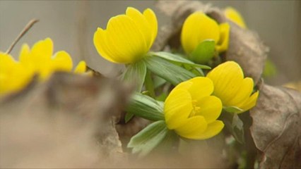 Virágzik a téltemető Lengyelországban