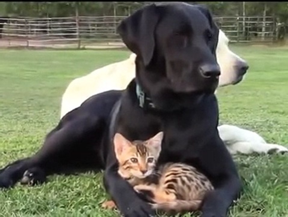 Quiet I protect you