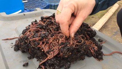 Pour leur ferme, ils ont choisi les vers de terre