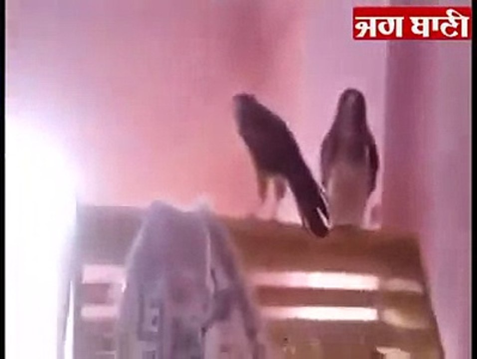 Baaj doing Simran - ਬਾਜ਼ ਵਾਹਿਗੁਰੂ ਸਿਮਰਨ ਕਰਦਾ